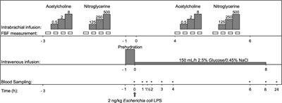 Atazanavir-induced unconjugated hyperbilirubinemia prevents vascular hyporeactivity during experimental human endotoxemia